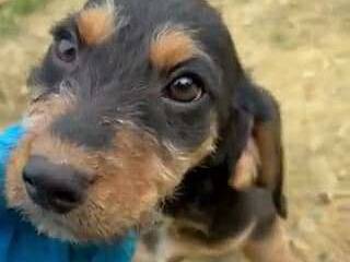 Vuoi adottare un cane a Firenze?