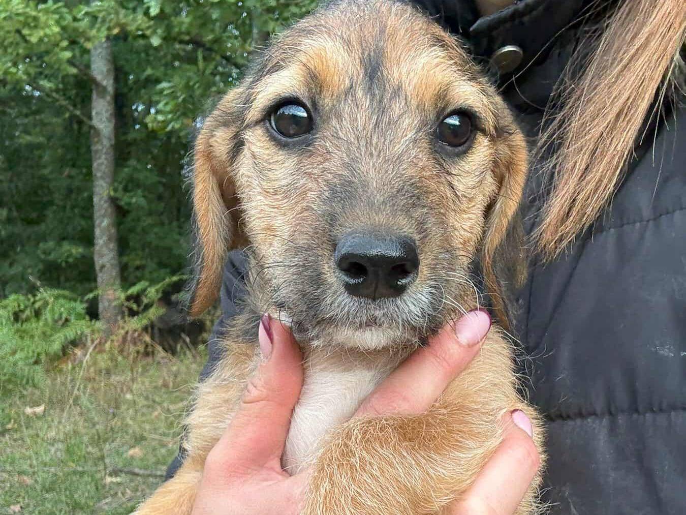Adozione cane, femmina, Razza sconosciuta Razza sconosciuta, 3 mesi, taglia piccola, Firenze
