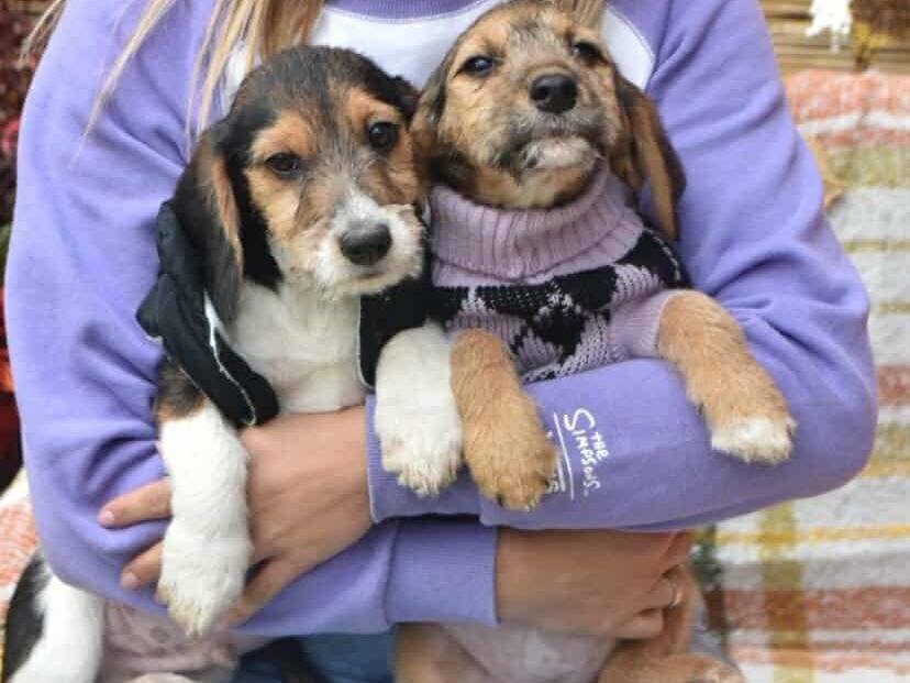 Adotta un cane, femmina, 3 mesi, Firenze