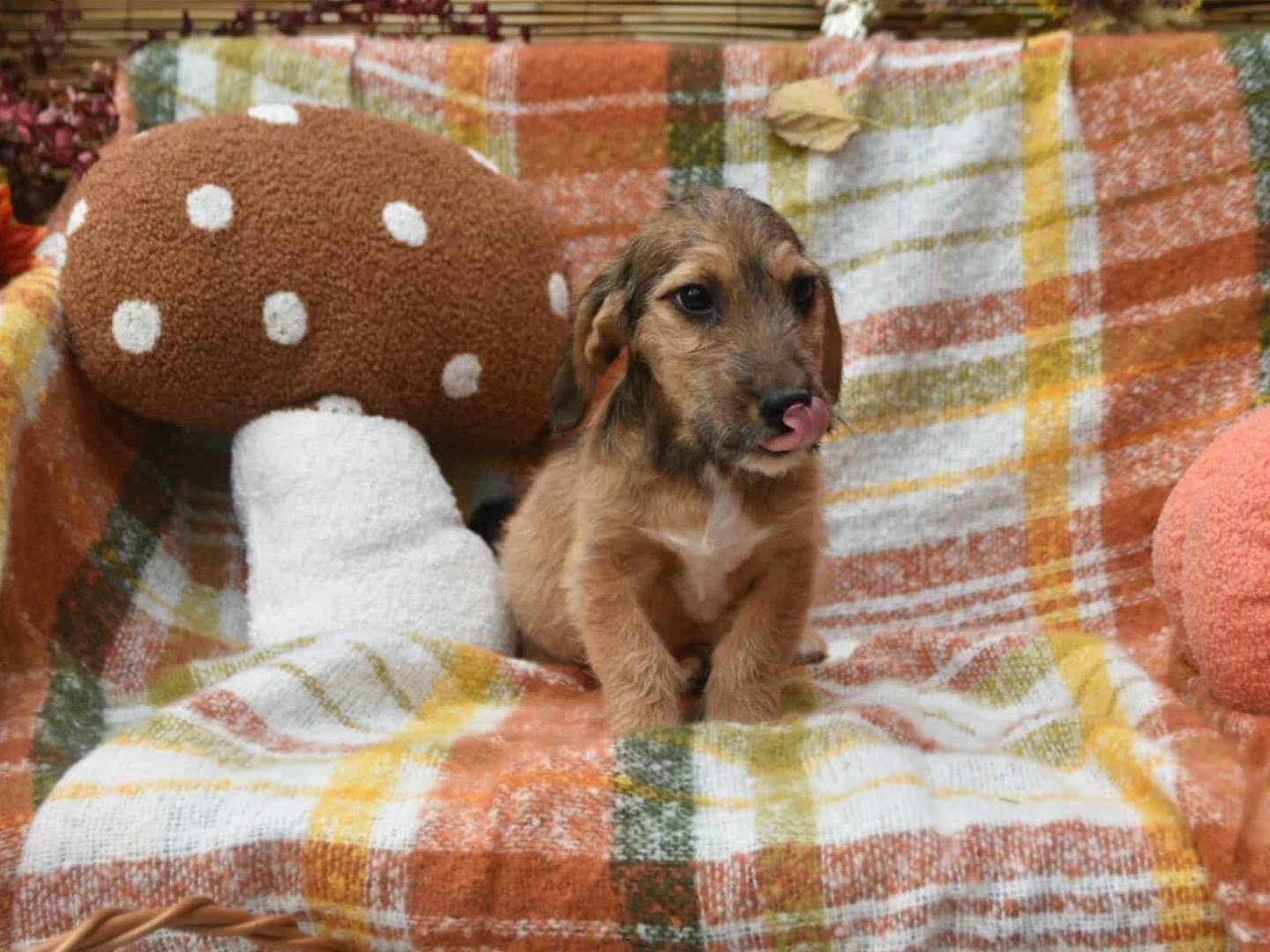 Adotta un cane, taglia piccola, femmina, Firenze