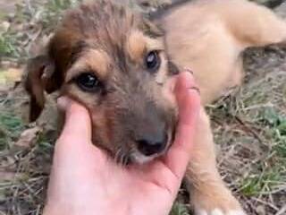 Vuoi adottare un cane a Firenze?