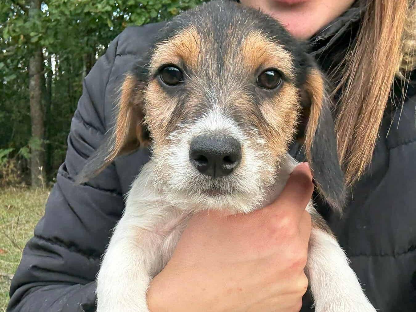 Adozione cane, maschio, Razza sconosciuta Razza sconosciuta, 3 mesi, taglia media contenuta, Firenze