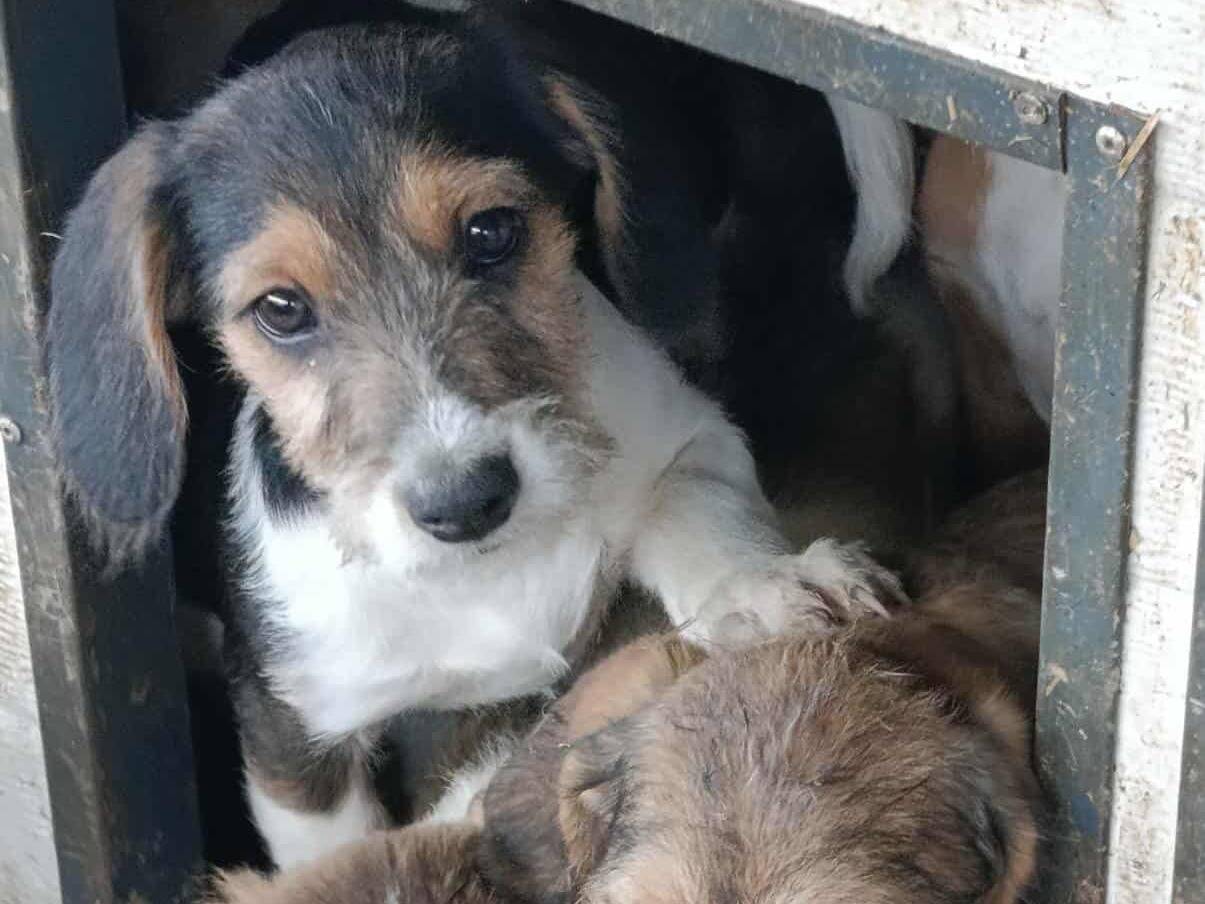 Adotta un cane, maschio, 3 mesi, Firenze