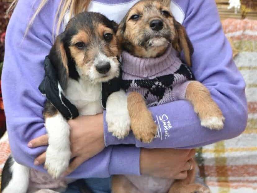 Adotta un cane, taglia media contenuta, maschio, Firenze