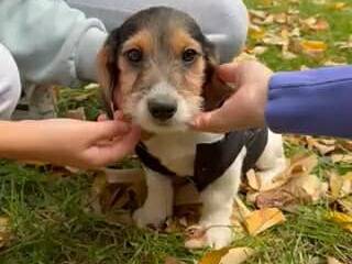 Vuoi adottare un cane a Firenze?