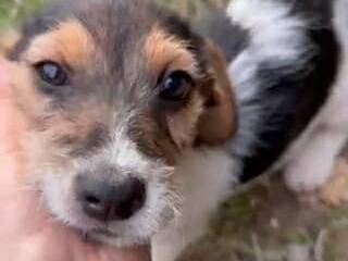 Adotta il cane LILO a Firenze