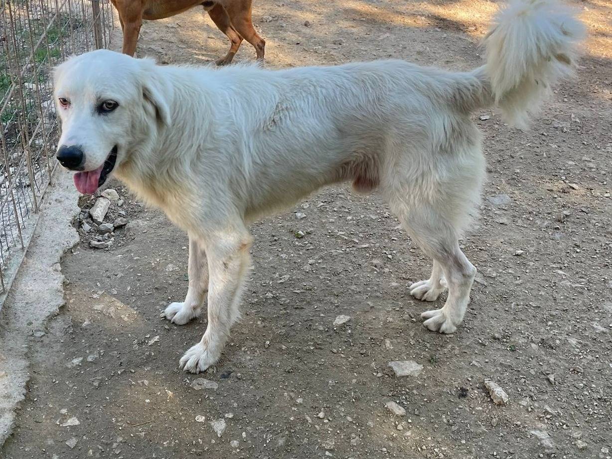 Vuoi adottare un cane a Frosinone?