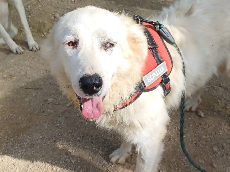 Adotta il cane OSLO a Frosinone