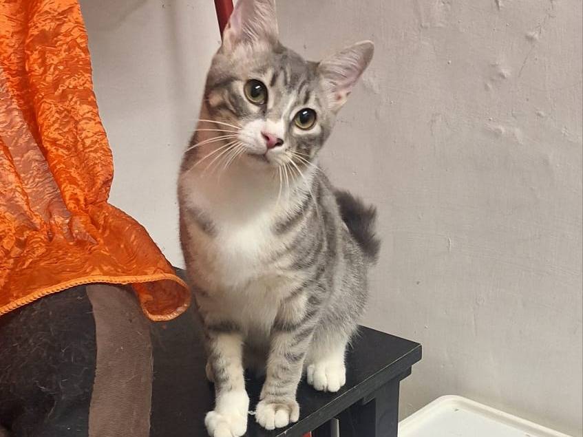 Adozione gatto, femmina, Razza sconosciuta Razza sconosciuta, 5 mesi, taglia non valida, Genova