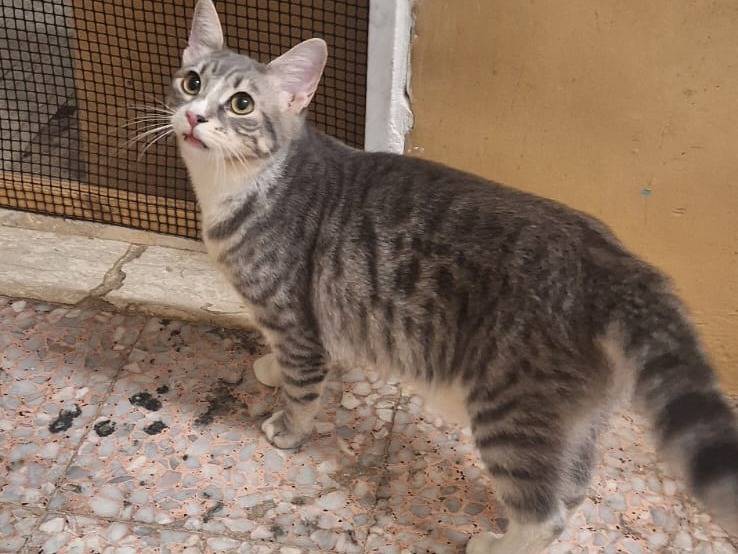 Adotta un gatto, femmina, 5 mesi, Genova