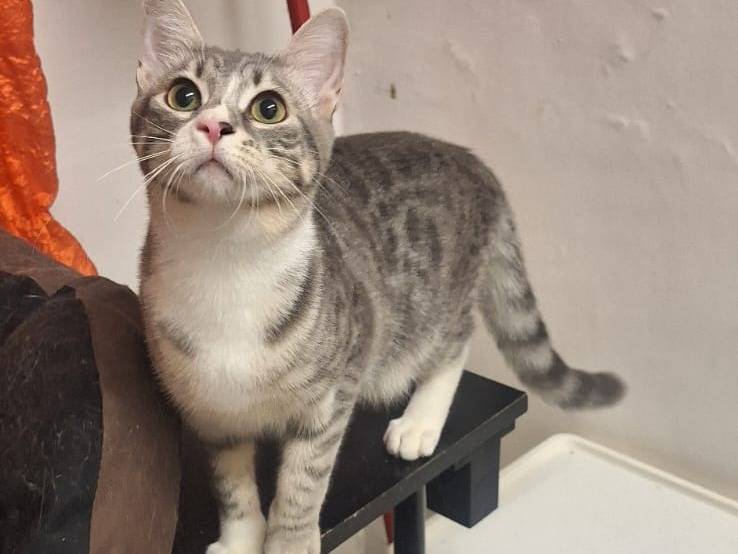 Adotta un gatto, taglia non valida, femmina, Genova