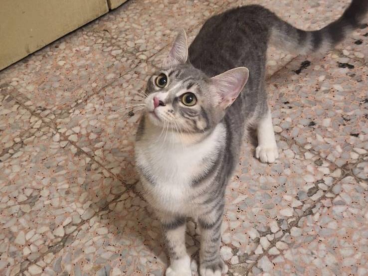 Vuoi adottare un gatto a Genova?