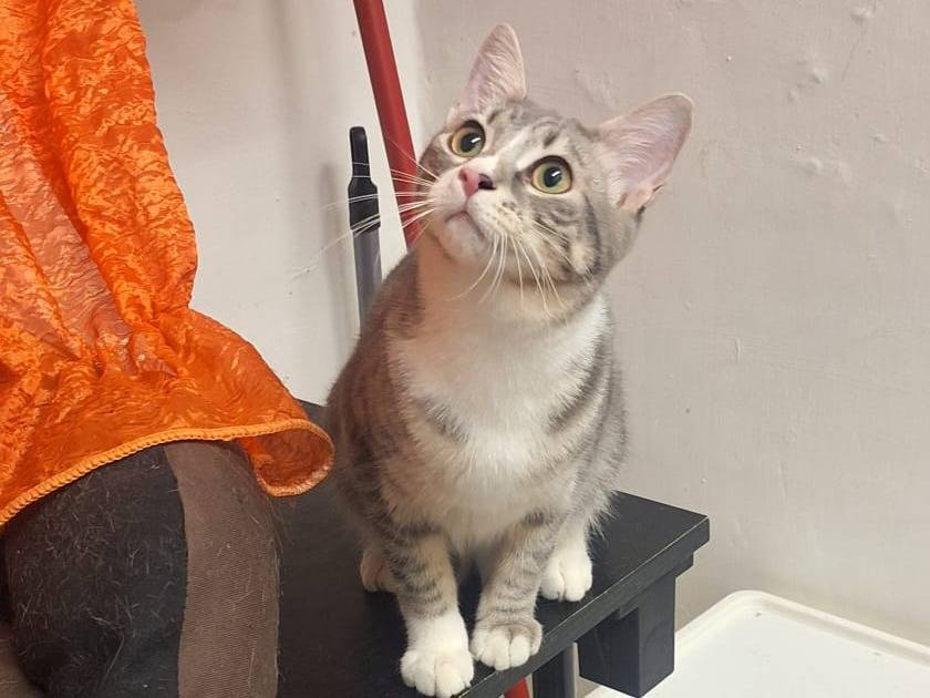Adotta il gatto Sirah a Genova