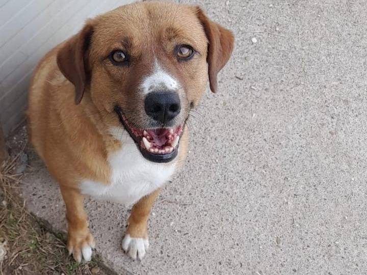Adozione cane, femmina, Razza sconosciuta Razza sconosciuta, 8 anni e 9 mesi, taglia media, Viterbo