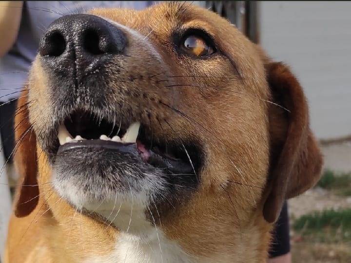 Adotta un cane, femmina, 8 anni e 9 mesi, Viterbo
