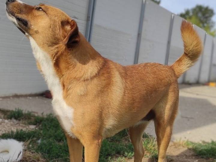 Adotta un cane, taglia media, femmina, Viterbo