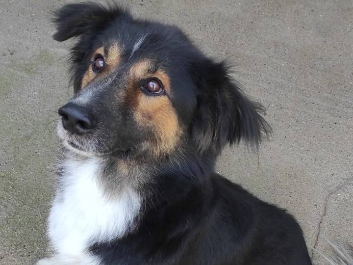 Adozione cane, maschio, Razza sconosciuta Razza sconosciuta, 6 anni e 9 mesi, taglia media, Viterbo