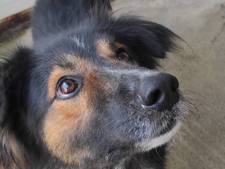 Adotta un cane, maschio, 6 anni e 9 mesi, Viterbo
