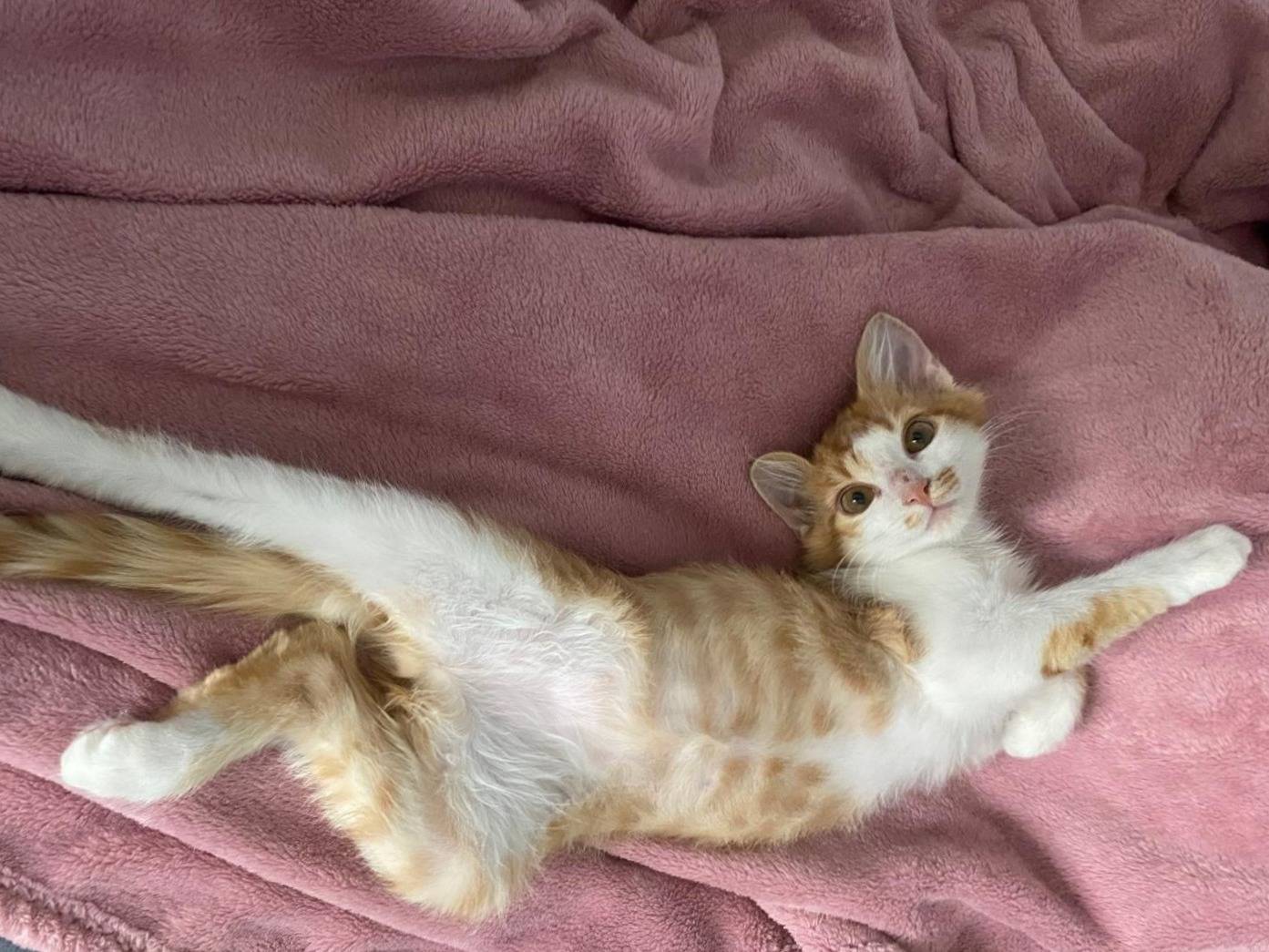 Vuoi adottare un gatto a Torino?