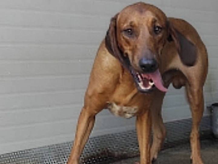 Adozione cane, maschio, Segugio Razza sconosciuta, 3 anni e 5 mesi, taglia media contenuta, Viterbo