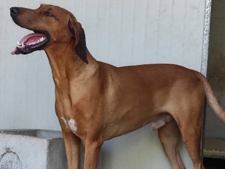 Adotta un cane, maschio, 3 anni e 5 mesi, Viterbo