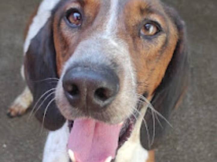 Adozione cane, maschio, Segugio Razza sconosciuta, 3 anni e 5 mesi, taglia media contenuta, Viterbo