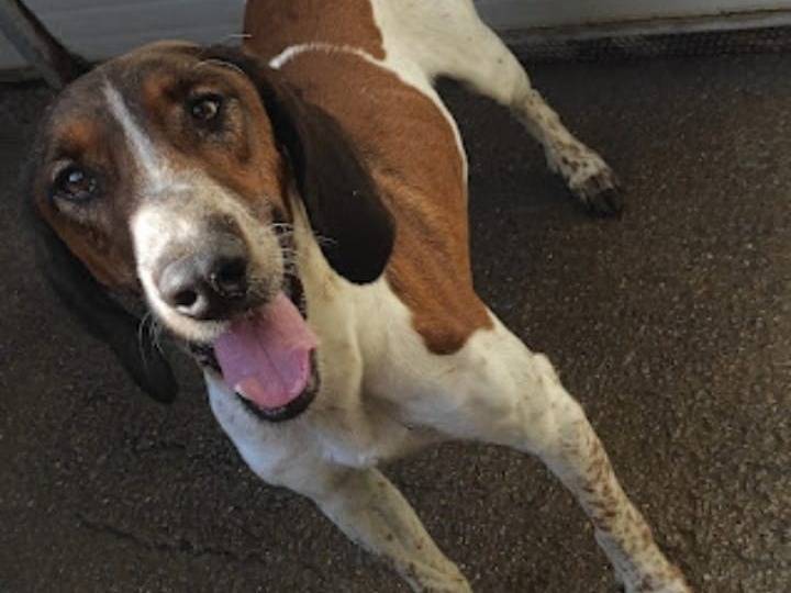Adotta un cane, maschio, 3 anni e 5 mesi, Viterbo
