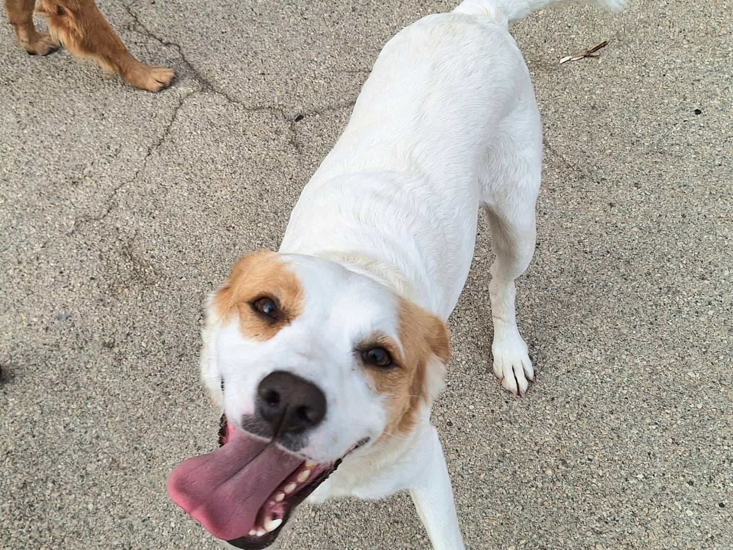 Adozione cane, femmina, Razza sconosciuta Razza sconosciuta, 3 anni e 3 mesi, taglia media, Teramo