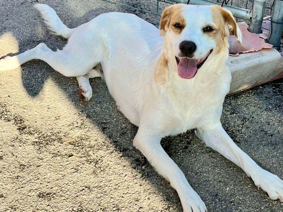 Adotta un cane, femmina, 3 anni e 3 mesi, Teramo