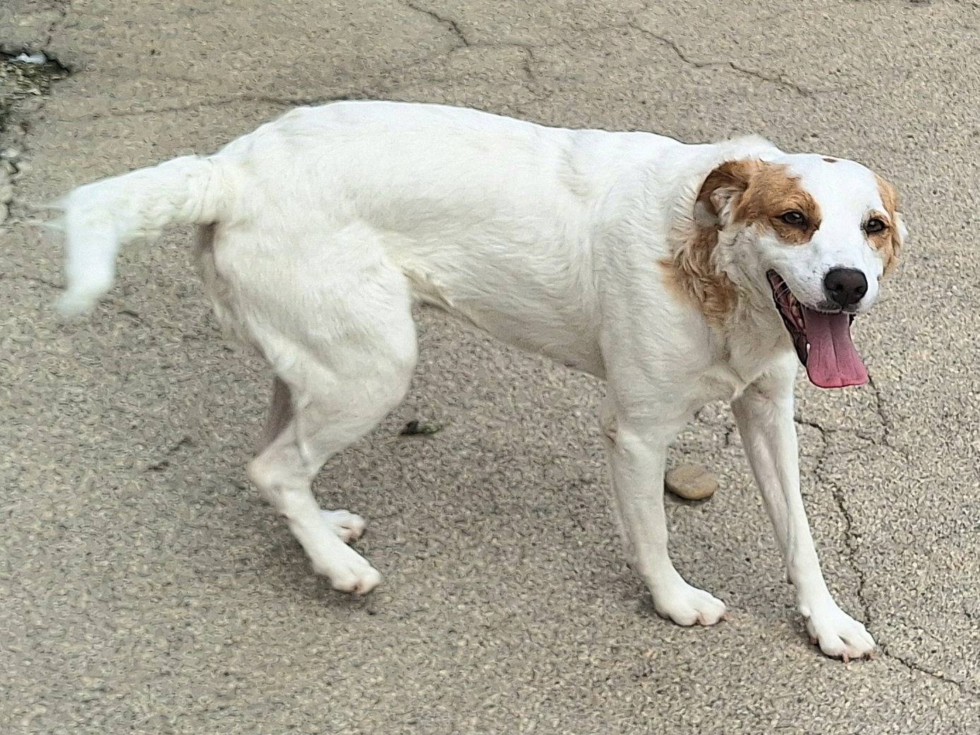 Adotta un cane, taglia media, femmina, Teramo