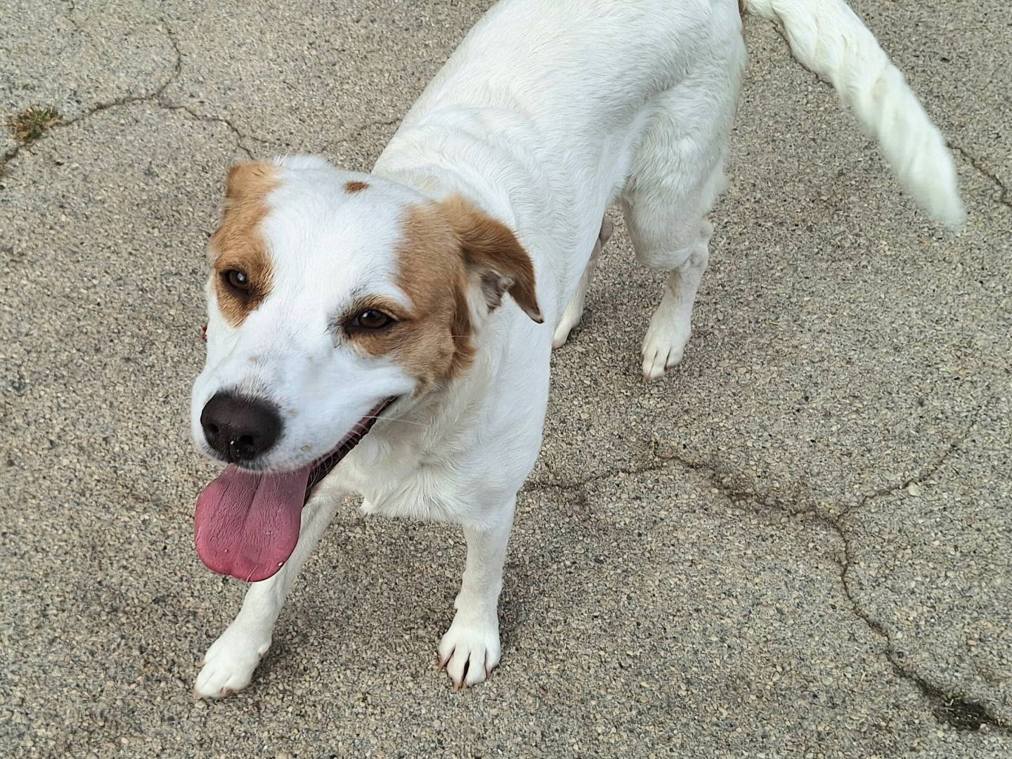 Vuoi adottare un cane a Teramo?