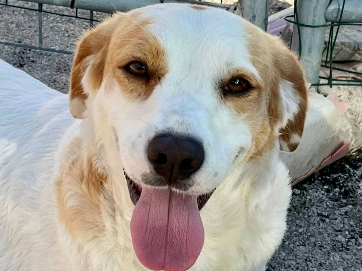 Adotta il cane Thelma a Teramo