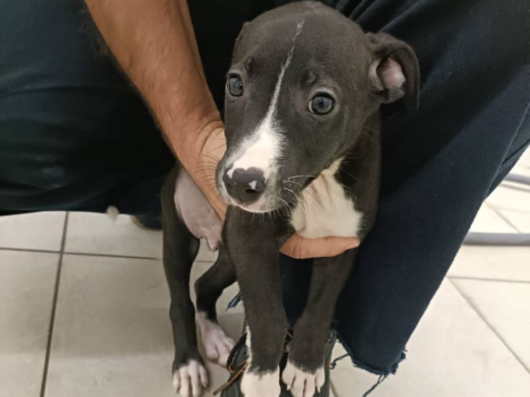 Adozione cane, maschio, Razza sconosciuta Razza sconosciuta, 3 mesi, taglia media, Pavia