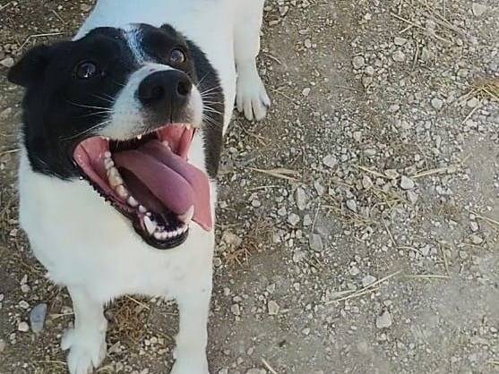Adozione cane, maschio, Razza sconosciuta Razza sconosciuta, 2 anni e 2 mesi, taglia media contenuta, Viterbo