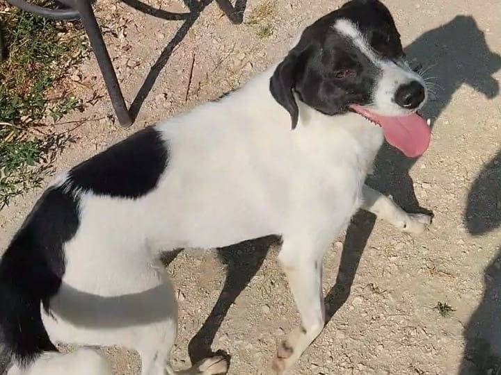 Adotta un cane, maschio, 2 anni e 2 mesi, Viterbo
