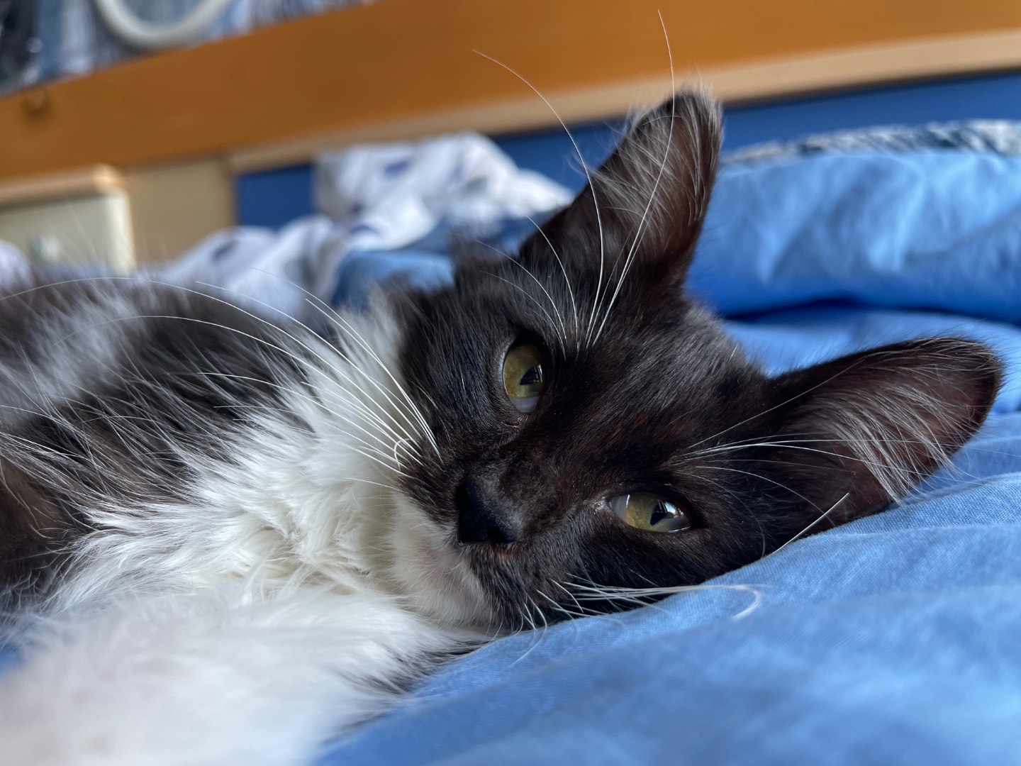 Adotta un gatto, femmina, 4 mesi, Laquila
