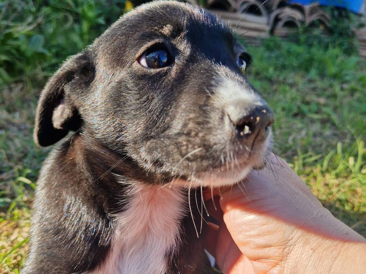Adotta un cane, taglia media contenuta, femmina, Frosinone