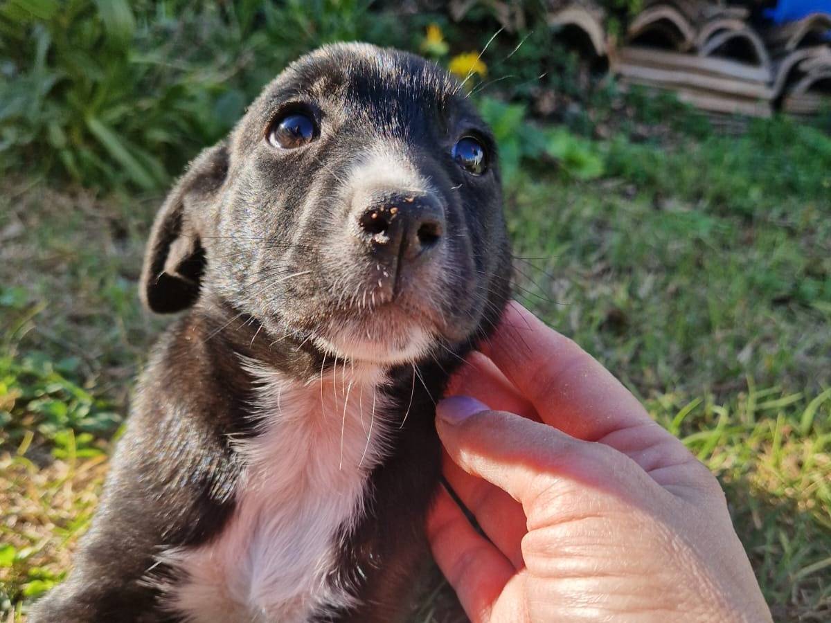Vuoi adottare un cane a Frosinone?