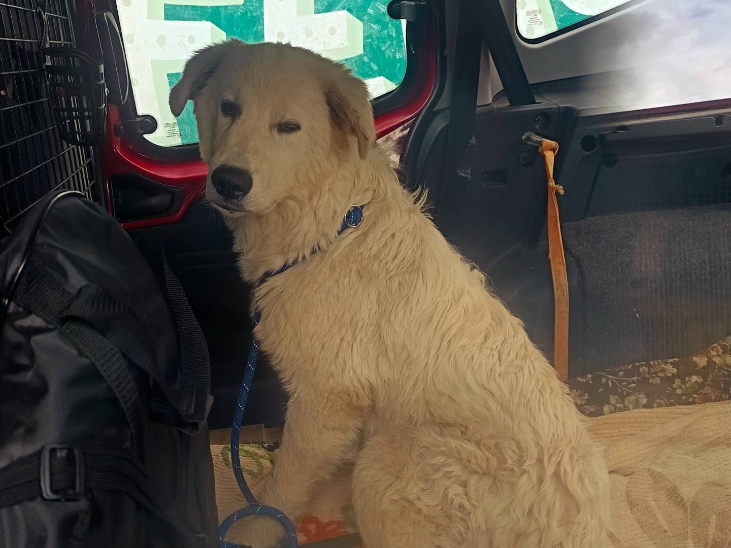 Vuoi adottare un cane a Cuneo?