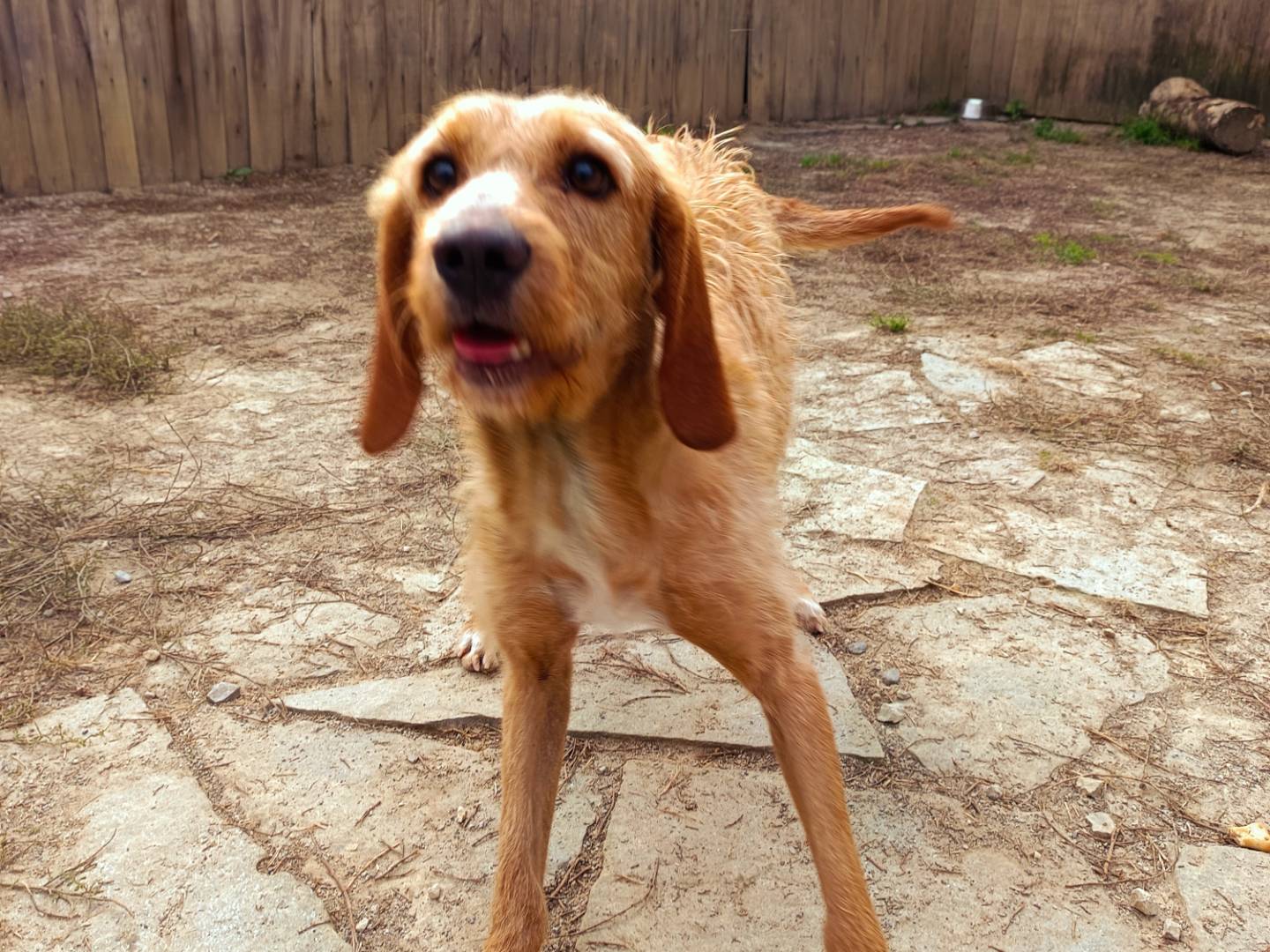 Vuoi adottare un cane a Cuneo?