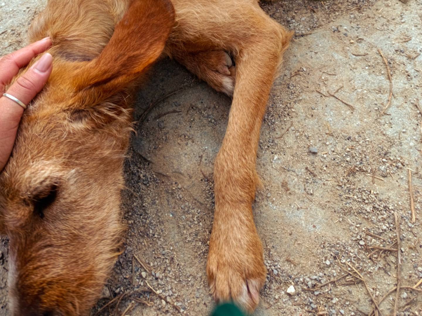 Adotta il cane Spinoza a Cuneo