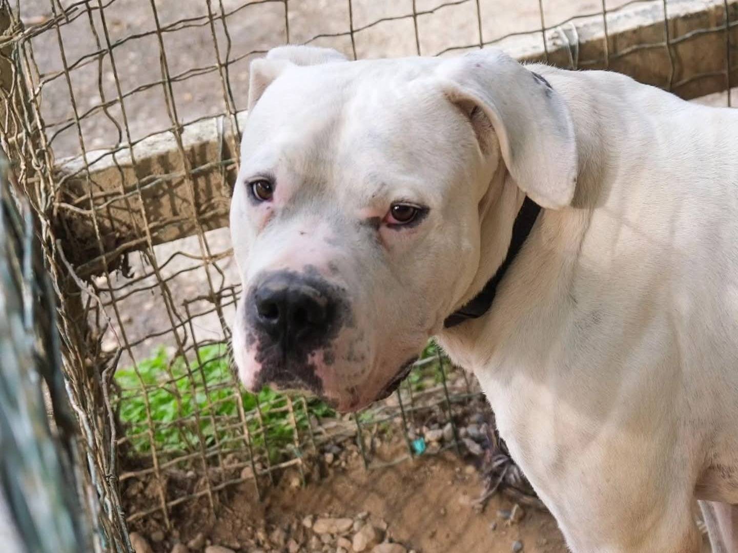 Adozione cane, maschio, Dogo Argentino Razza sconosciuta, 4 anni e 7 mesi, taglia gigante, Torino
