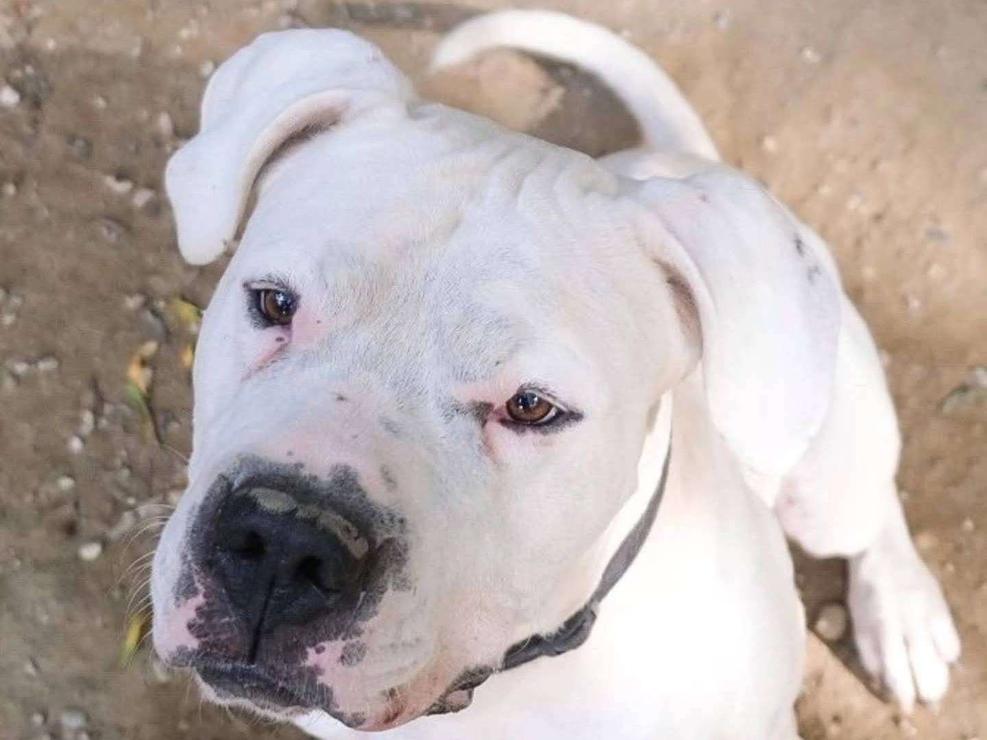 Adotta un cane, maschio, 4 anni e 7 mesi, Torino