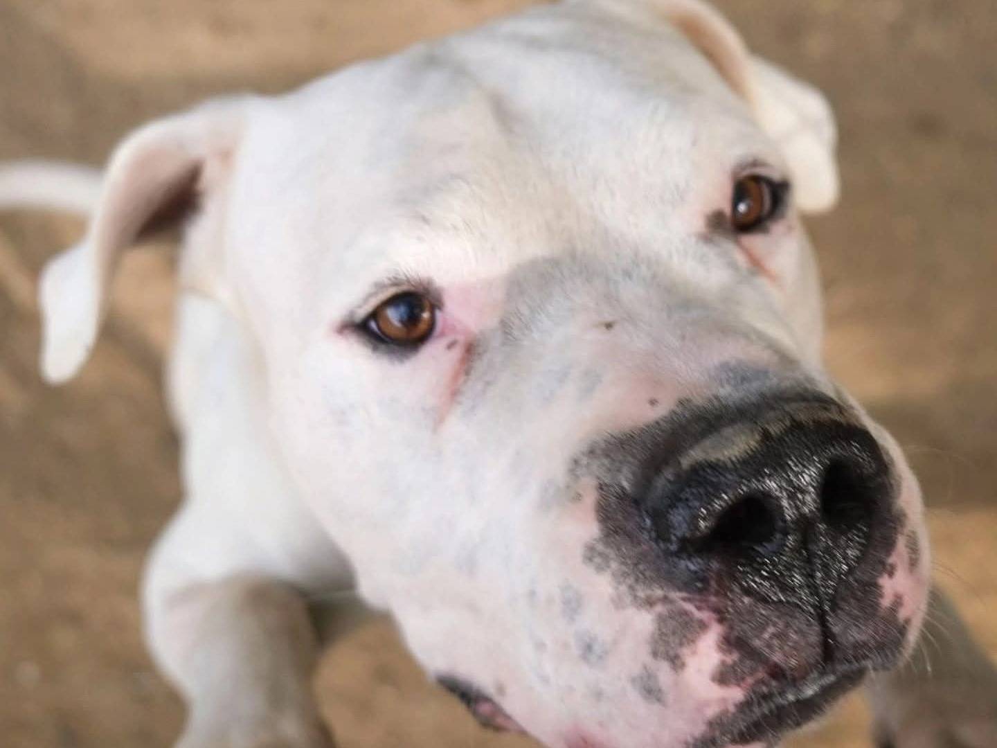 Adotta un cane, taglia gigante, maschio, Torino