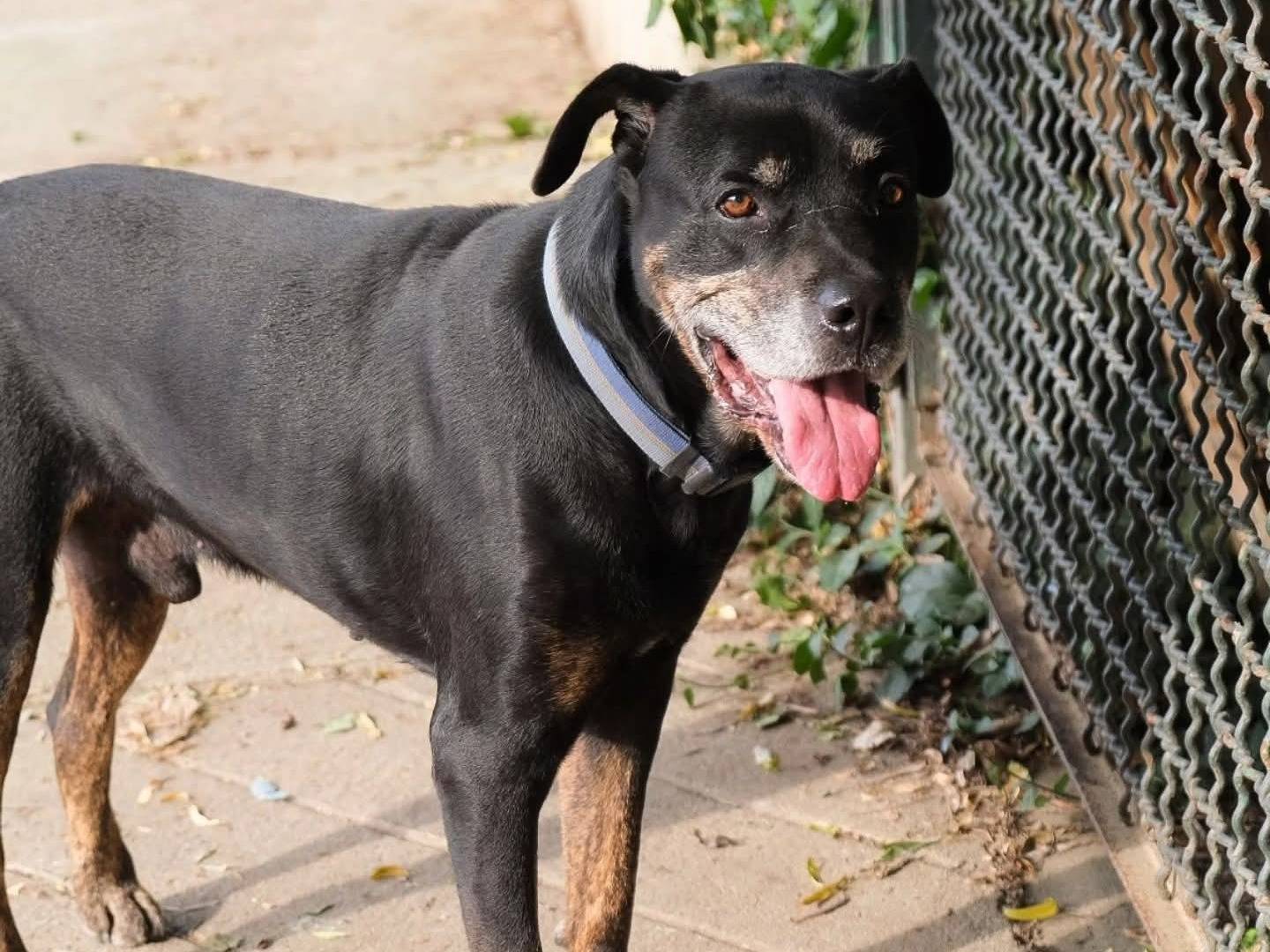 Vuoi adottare un cane a Torino?