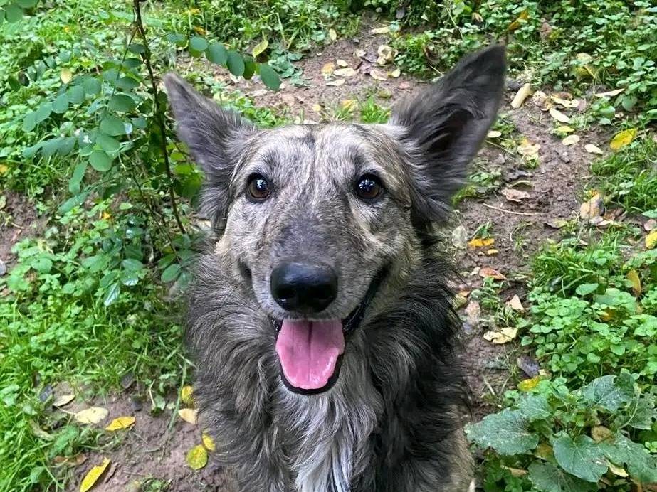 Adozione cane, maschio, Razza sconosciuta Razza sconosciuta, 3 anni, taglia media, Cremona