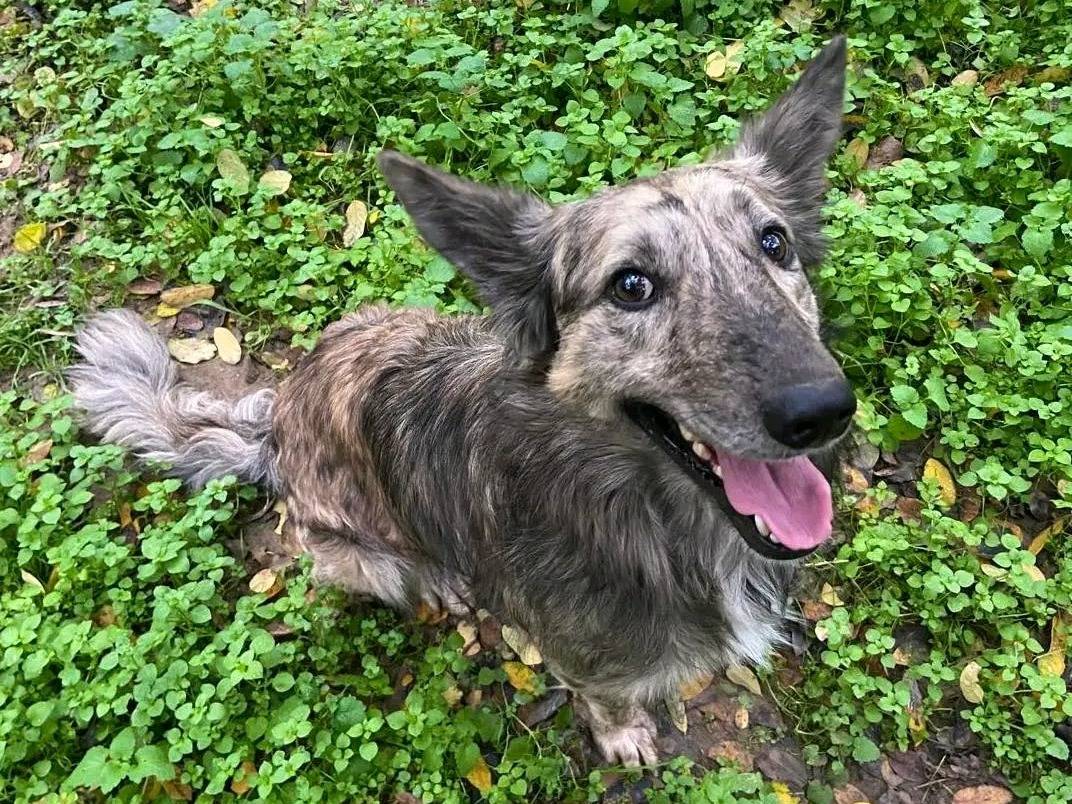 Adotta un cane, maschio, 3 anni, Cremona