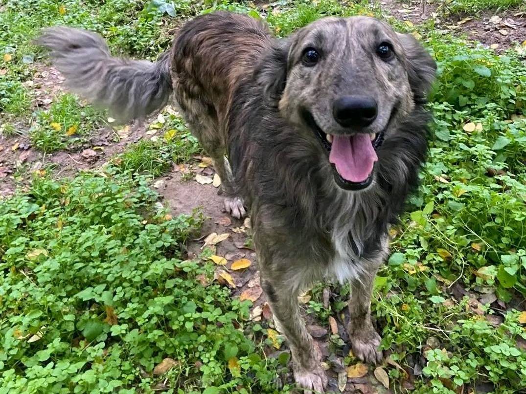 Adotta un cane, taglia media, maschio, Cremona