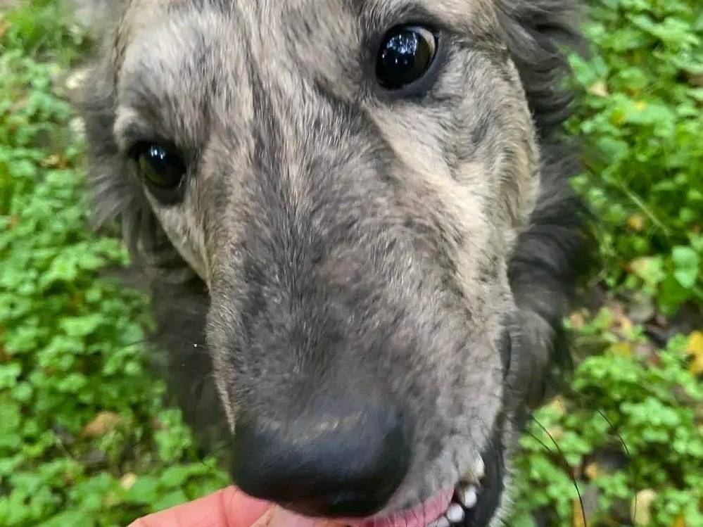 Vuoi adottare un cane a Cremona?