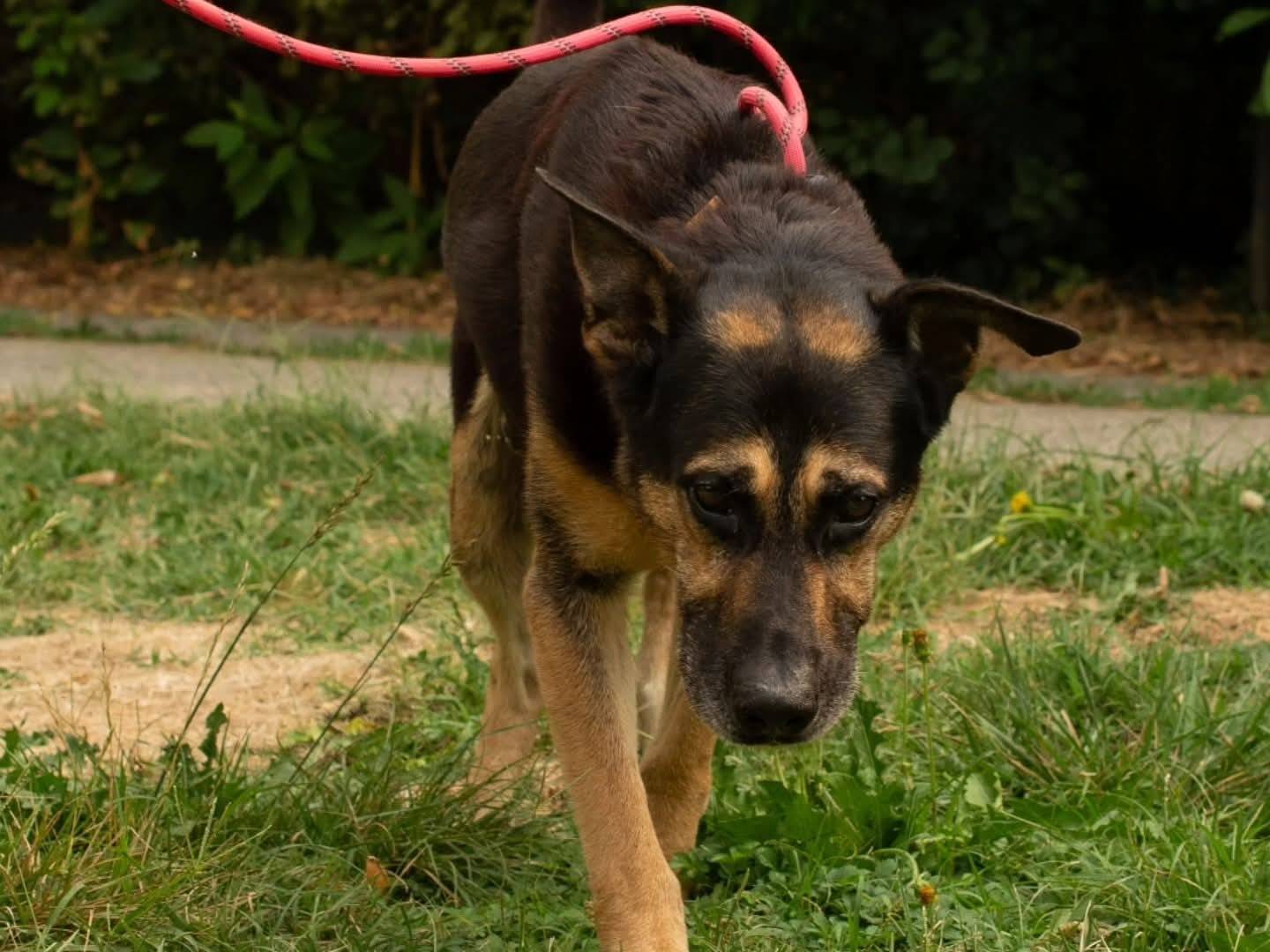 Adotta un cane, taglia grande, maschio, Torino